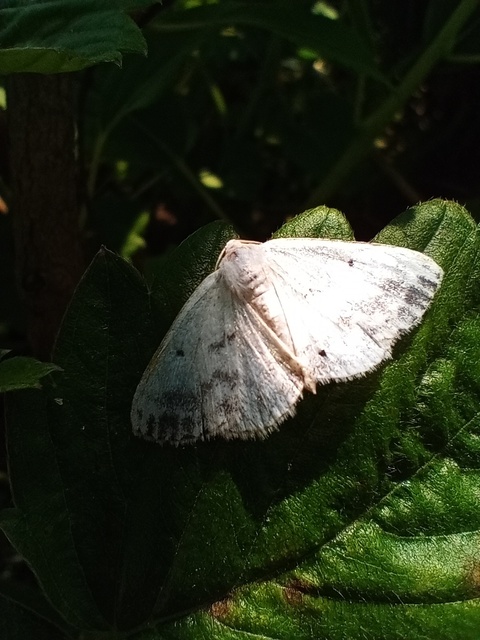 Lomographa temerata - foltos fehéraraszoló