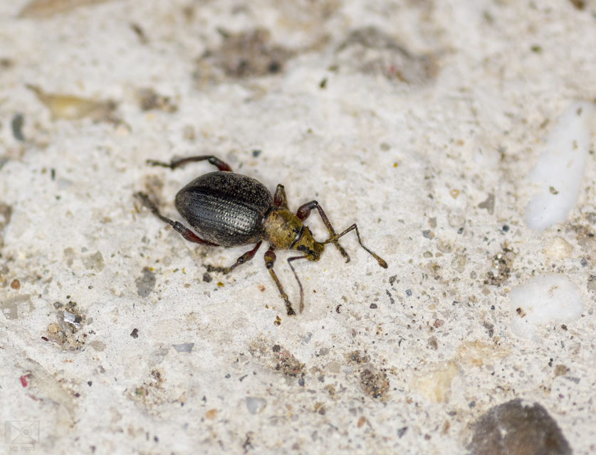Dodecastichus