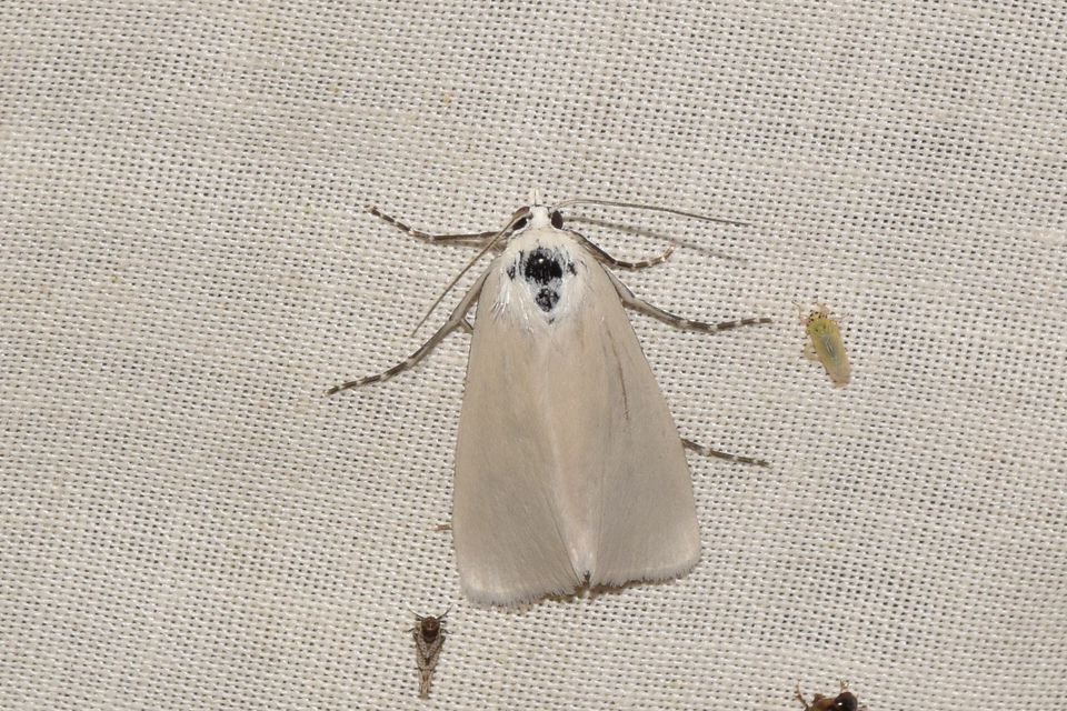 Scirpophaga praelata - kócsagmoly