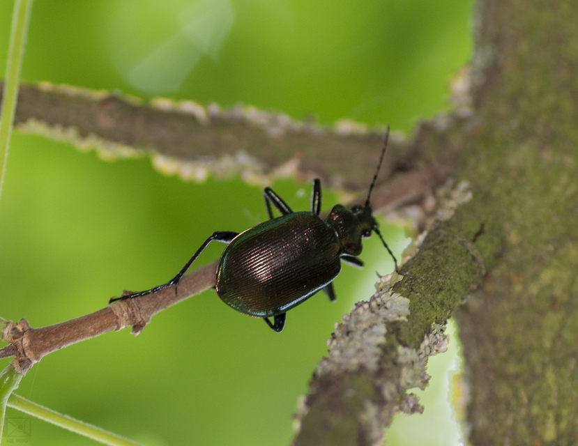 Calosoma inquisitor - kis bábrabló