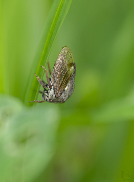 Centrotus cornutus - szarvaskabóca