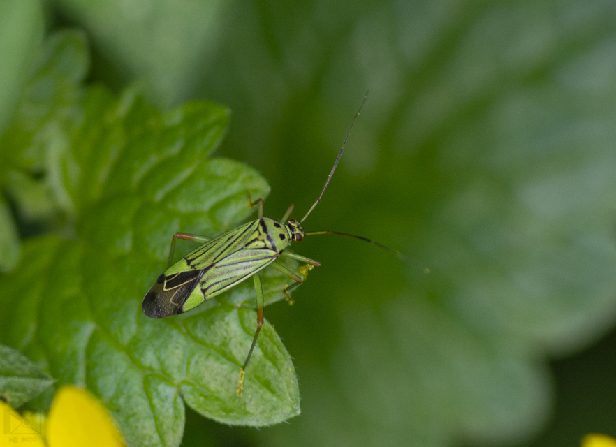 Mermitelocerus schmidtii