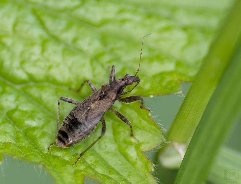 Himacerus