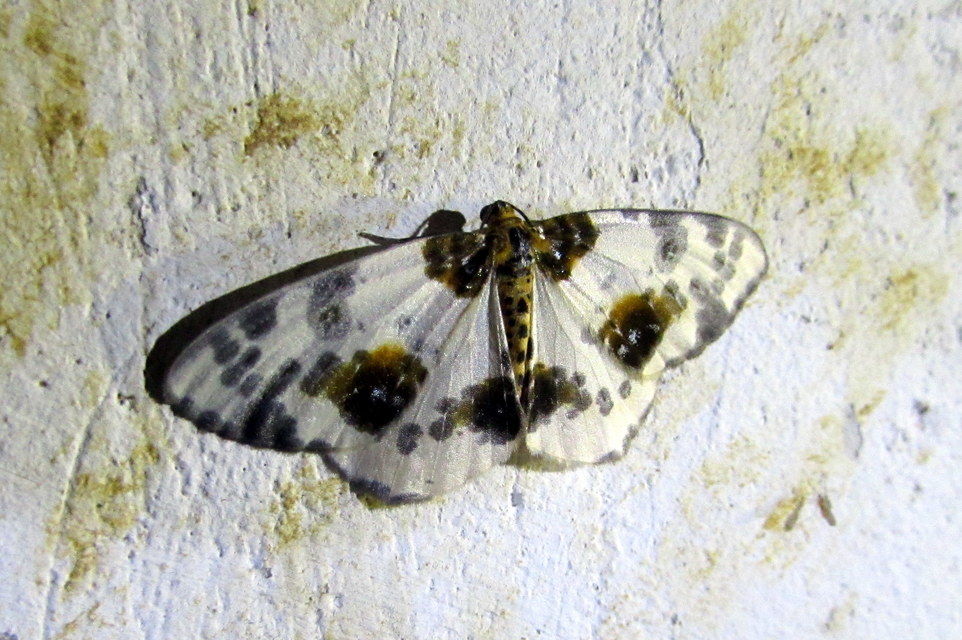 Abraxas sylvata - sárgafoltos araszoló