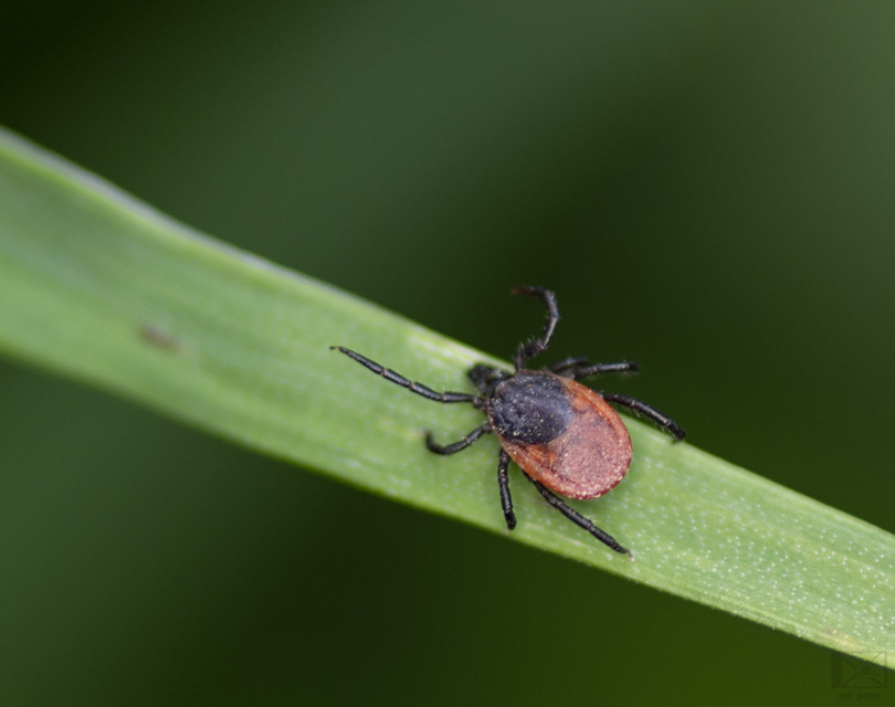 Ixodes