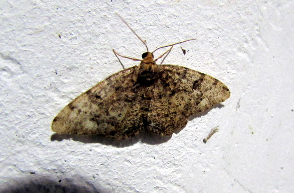 Parectropis similaria - barna zuzmóaraszoló