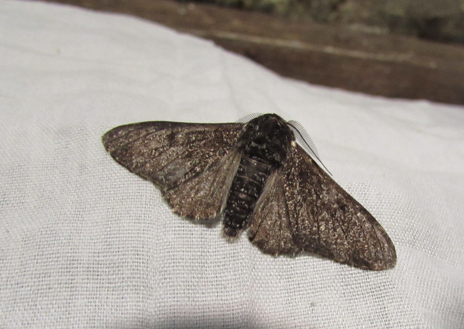 Biston betularia - szürkepettyes araszoló