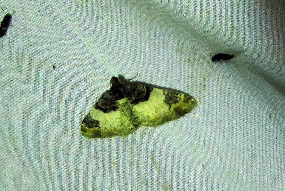 Catarhoe cuculata - csuklyás tarkaaraszoló