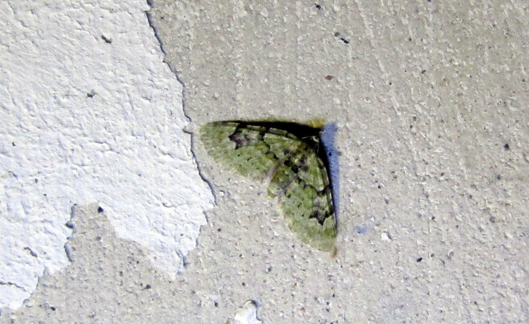 Chloroclystis v-ata - zöldes törpearaszoló