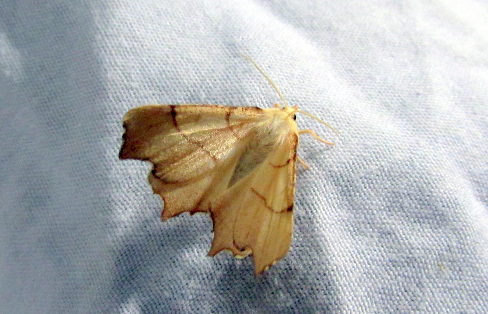 Ennomos erosaria - hársfa-levélaraszoló
