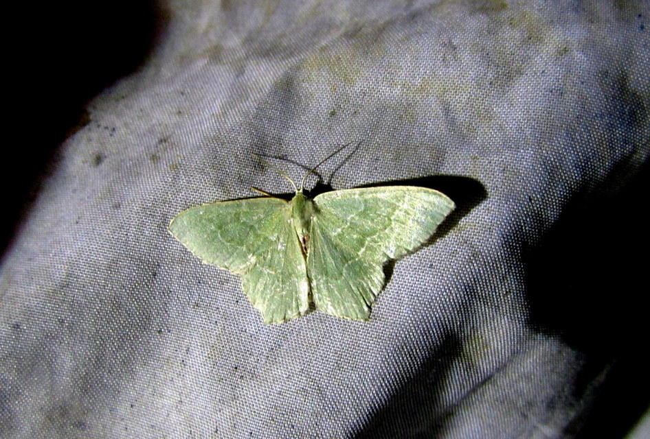 Hemithea aestivaria - nyír-zöldaraszoló