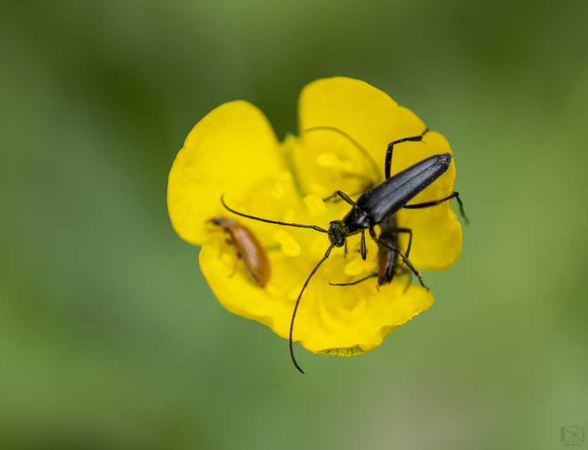 Stenurella nigra - fekete karcsúcincér