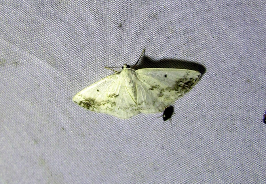 Lomographa temerata - foltos fehéraraszoló