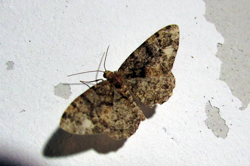 Parectropis similaria - barna zuzmóaraszoló