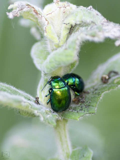 Chrysolina herbacea - zöld mentalevelész