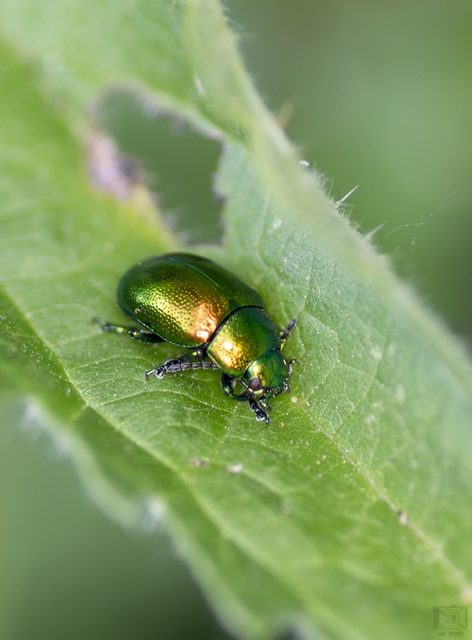 Chrysolina herbacea - zöld mentalevelész