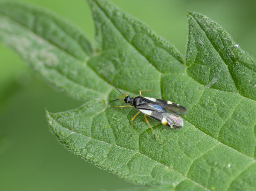 Dryophilocoris flavoquadrimaculatus - sárgafoltos mezeipoloska