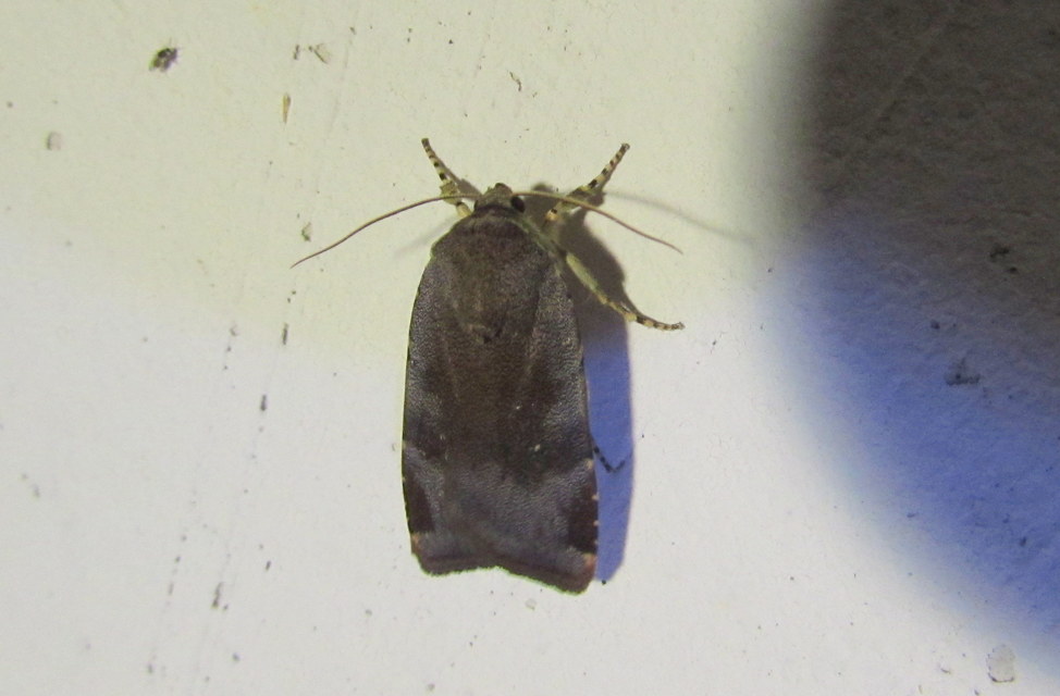 Noctua janthe/janthina