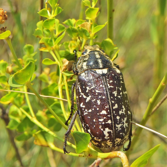 Polyphylla fullo - csapó cserebogár