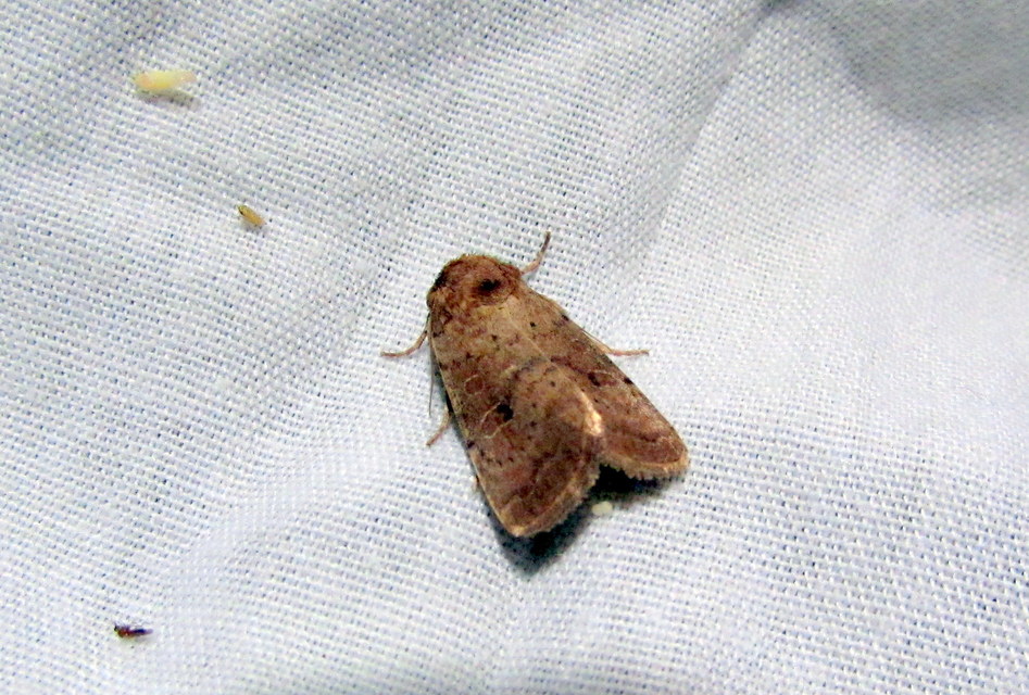 Hoplodrina octogenaria - barna selymesbagoly