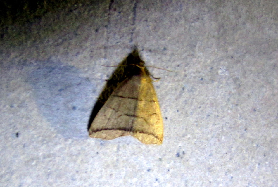 Herminia grisealis - ligeti karcsúbagoly