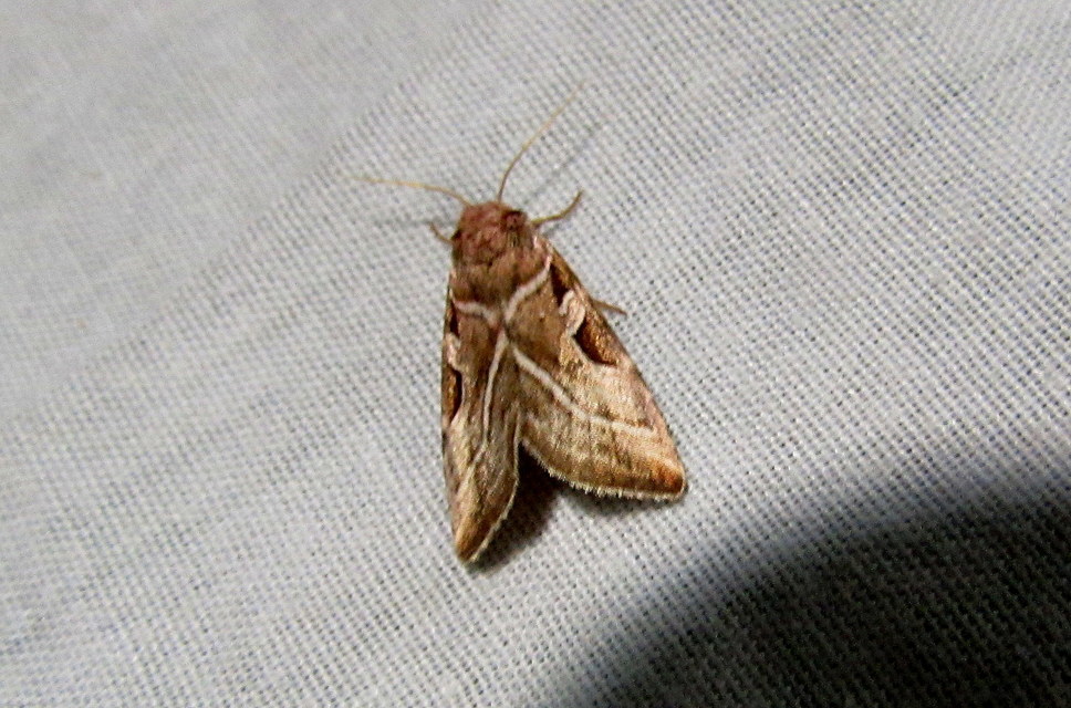Eucarta virgo - mocsári ametisztbagoly