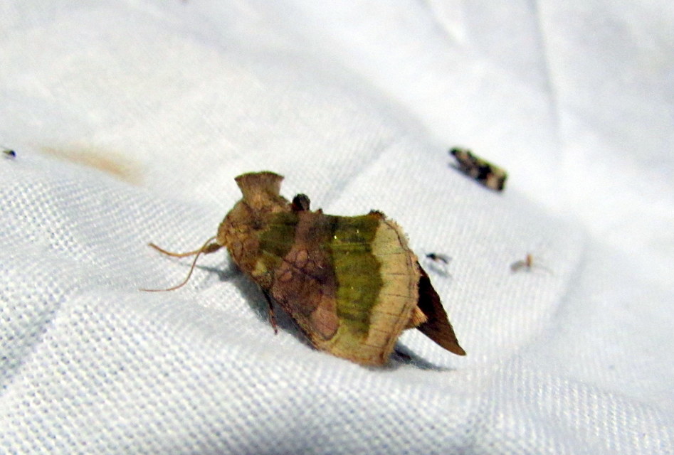 Diachrysia chrysitis/stenochrysis