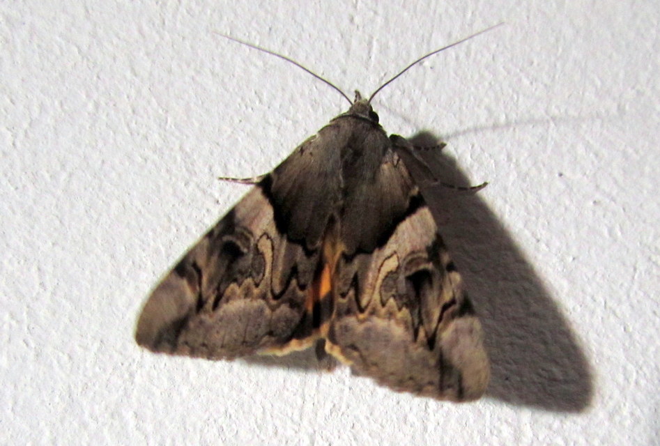 Catocala fulminea - galagonya-övesbagoly