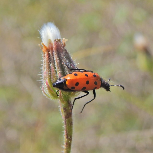 Mylabris crocata - pettyes hólyaghúzó Mylabris crocata - pettyes hólyaghúzó
