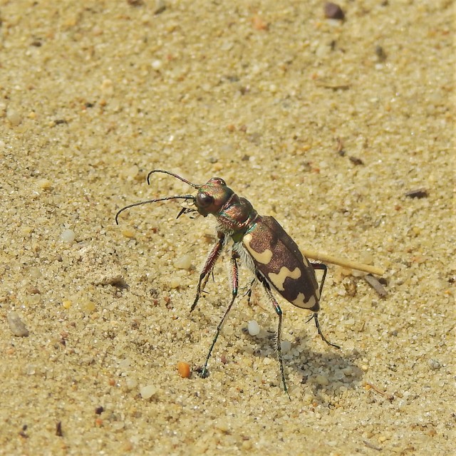Cicindela hybrida - öves homokfutrinka