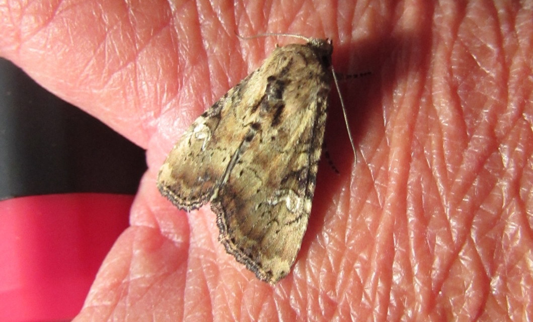 Loscopia scolopacina - csinos dudvabagoly