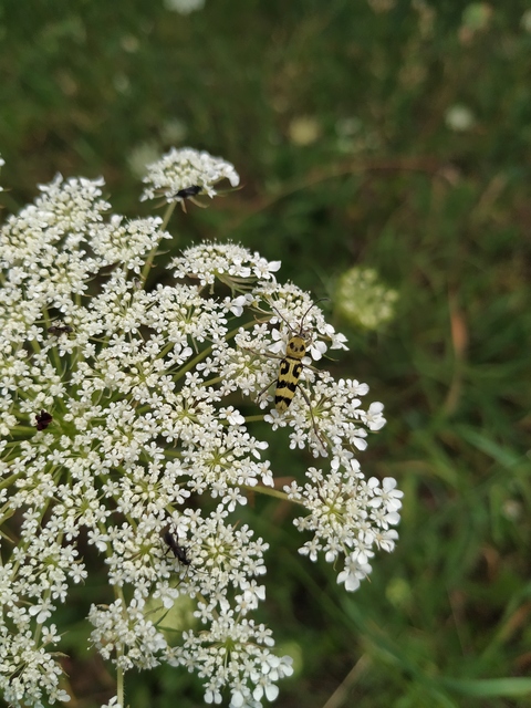 Chlorophorus varius - díszes darázscincér