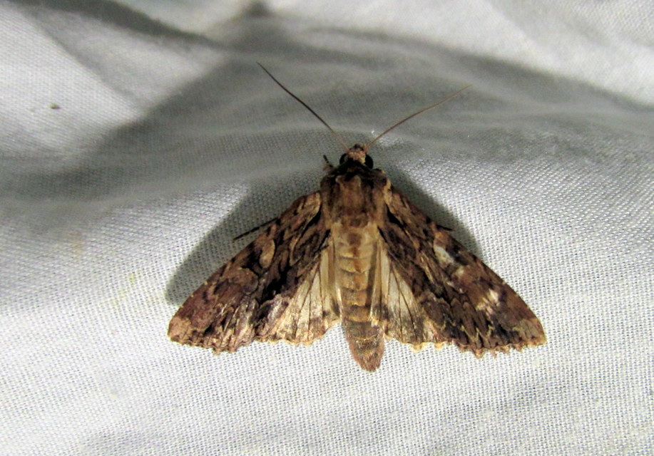 Apamea monoglypha - nagy dudvabagoly