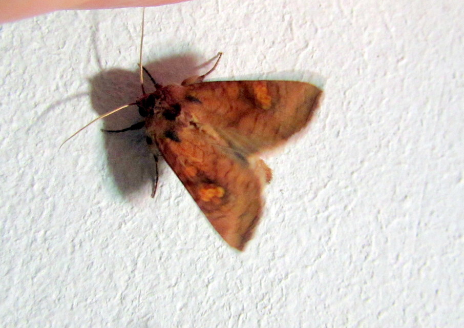 Amphipoea fucosa - hamiskás lápibagoly