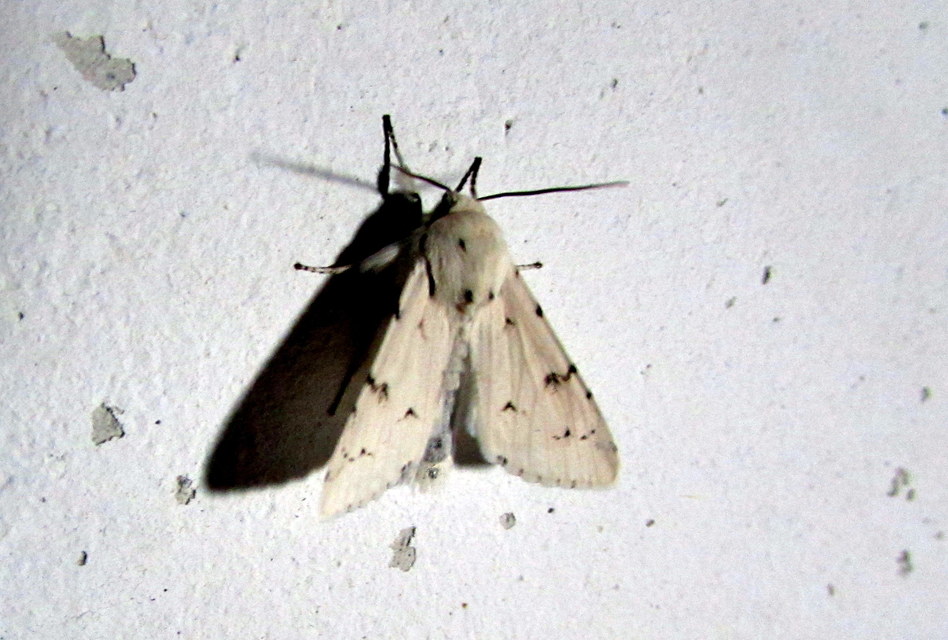 Acronicta leporina - fehér szigonyosbagoly
