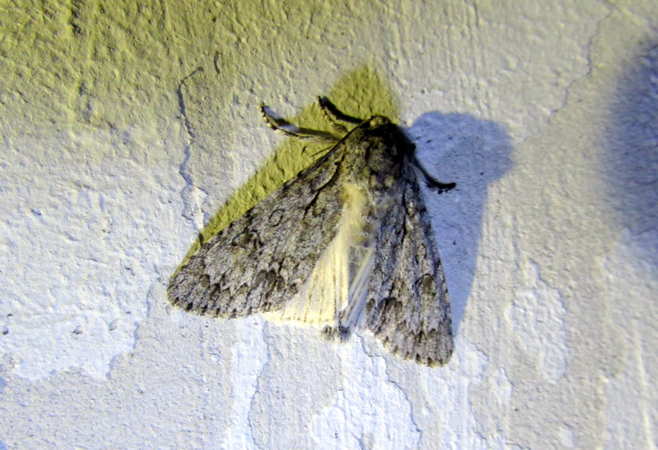 Acronicta aceris - vadgesztenye-szigonyosbagoly