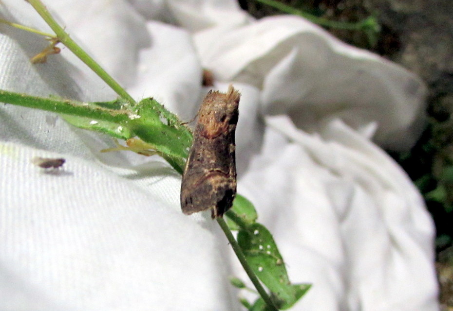Abrostola triplasia - közönséges csalánbagoly