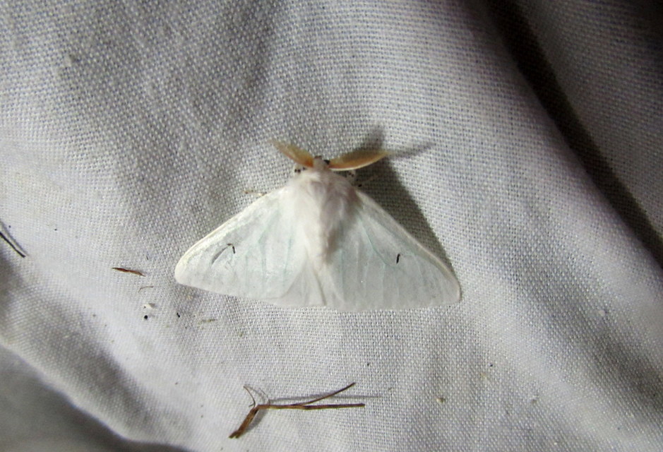 Arctornis l-nigrum - L-betűs gyapjaslepke