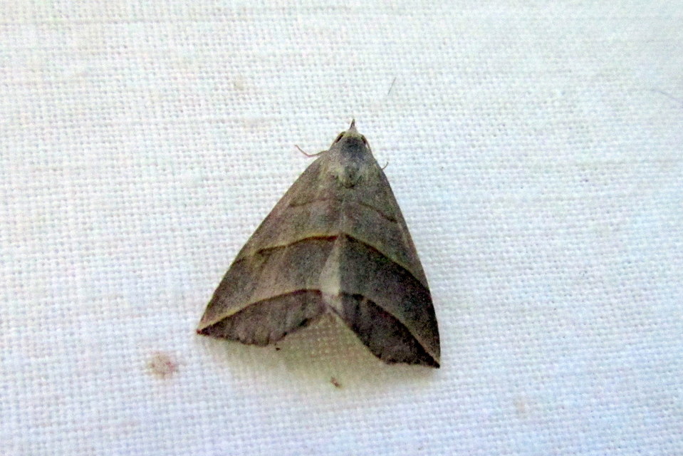 Colobochyla salicalis - háromsávos törpebagoly