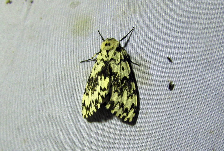 Lymantria monacha - apácalepke