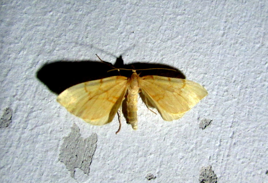 Eulithis pyraliata - sárga galajaraszoló