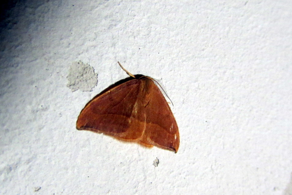 Watsonalla cultraria - bükkfa-sarlósszövő