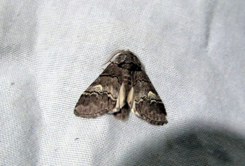 Drymonia querna - tölgyfa-púposszövő