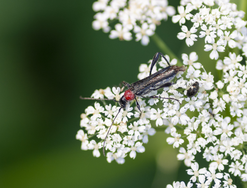 Callimoxys gracilis - frakkos cincér