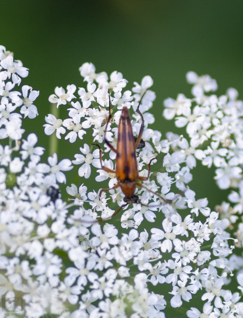 Stenurella septempunctata - hétpettyes karcsúcincér