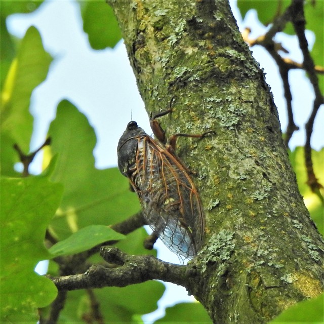 Tibicina haematodes - óriás-énekeskabóca