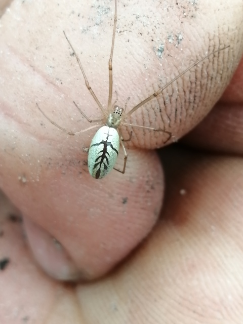 Tetragnatha Tetragnatha