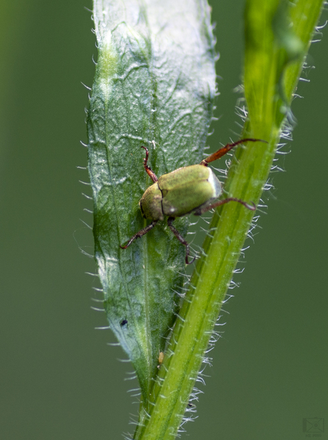 Hoplia dilutipes