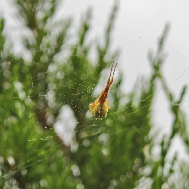 Uloborus walckenaerius - derespók
