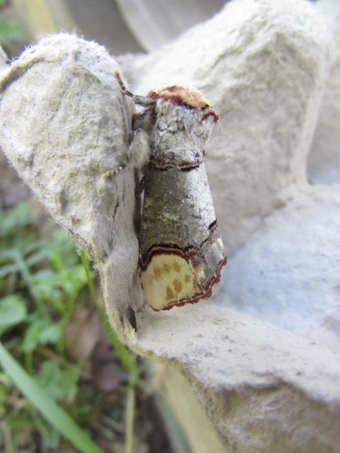 Phalera bucephala - sárgafoltos púposszövő